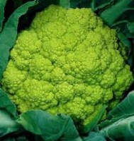 groenebloemkool