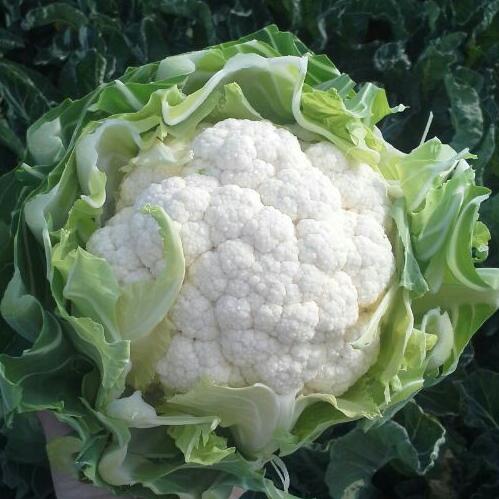 Bloemkool